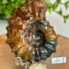 Fósil espiral natural decoración