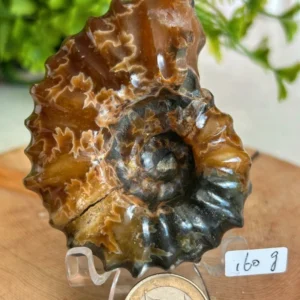 Fósil espiral natural decoración