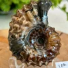 Fosil espiral natural - decoracion coleccion