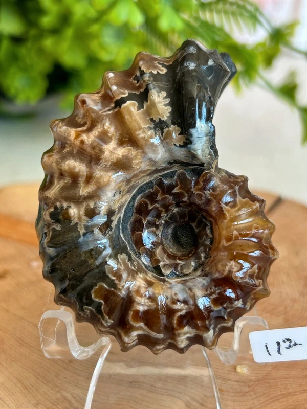 Fosil espiral natural - decoracion coleccion