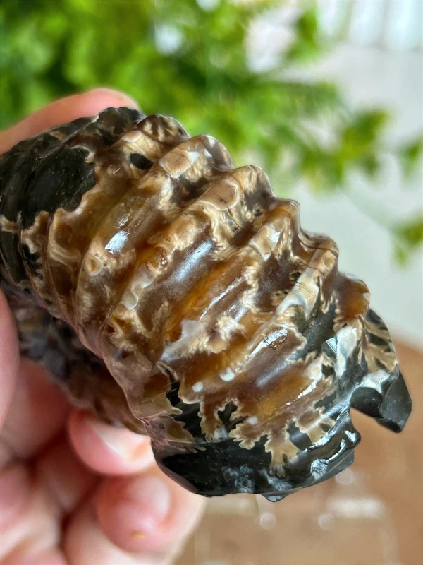 Fosil espiral natural - decoracion coleccion
