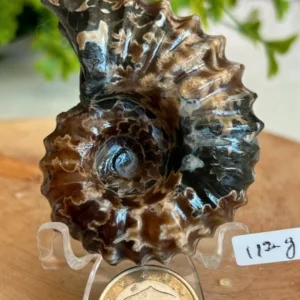 Fosil espiral natural - decoracion coleccion
