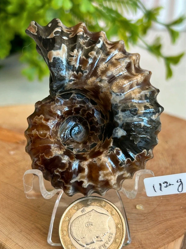 Fosil espiral natural - decoracion coleccion