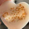 1780699057-4.webp Corazon de agata druzy - azucar cristalizada